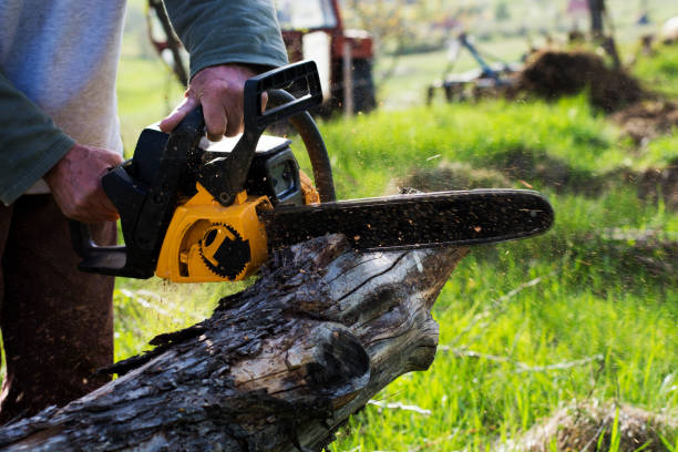 How Our Tree Care Process Works  in  Bokeelia, FL