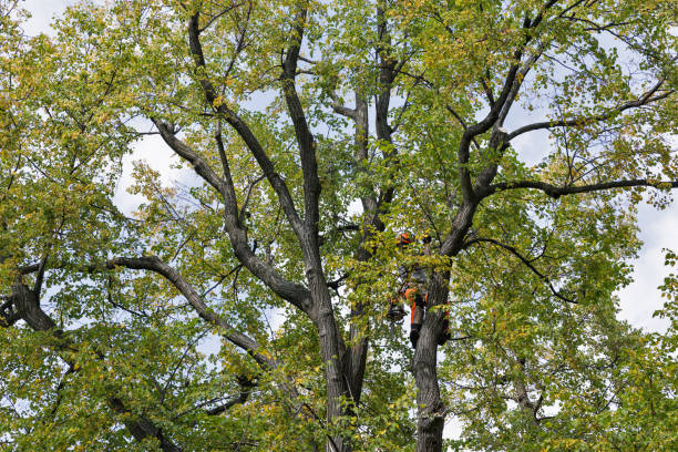 Tree and Shrub Care